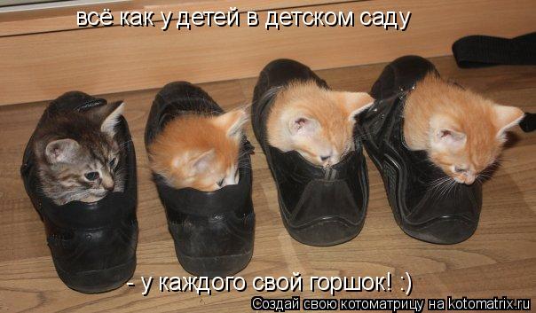 всё как у детей в детском саду - у каждого свой горшок! :)... Котоматрица: всё как у детей в детском саду - у каждого свой горшок! :)