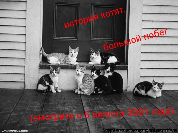 история котят. большой побег (смотрите с 5 августа 2091 года)... Котоматрица: история котят. большой побег (смотрите с 5 августа 2091 года)
