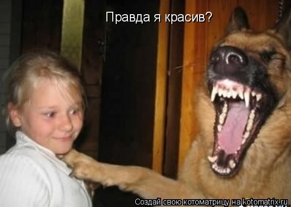 Правда я красив?... Котоматрица: Правда я красив?
