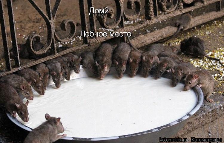 Дом2 Лобное место... Котоматрица: Дом2 Лобное место