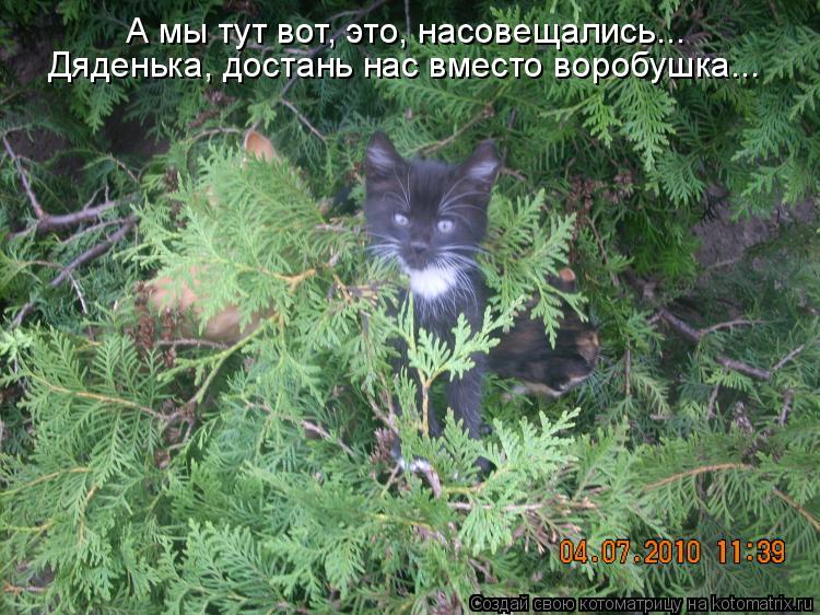 Дяденька, достань нас вместо воробушка... А мы тут вот, это, насовещались...... Котоматрица: Дяденька, достань нас вместо воробушка... А мы тут вот, это, насовещались...