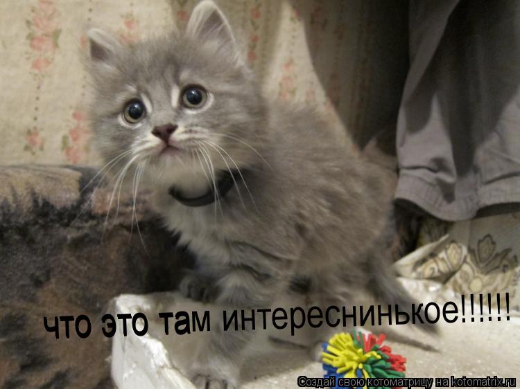 что это та что это там интереснинькое!!!!!!... Котоматрица: что это та что это там интереснинькое!!!!!!