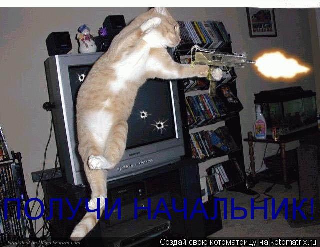 ПОЛУЧИ НАЧАЛЬНИК!... Котоматрица: ПОЛУЧИ НАЧАЛЬНИК!