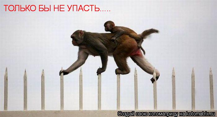 ТОЛЬКО БЫ НЕ УПАСТЬ..... ТОЛЬКО БЫ НЕ УПАСТЬ........ Котоматрица: ТОЛЬКО БЫ НЕ УПАСТЬ..... ТОЛЬКО БЫ НЕ УПАСТЬ.....
