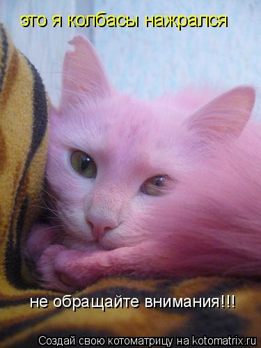 это я колбасы нажрался не обращайте внимания!!!... Котоматрица: это я колбасы нажрался не обращайте внимания!!!