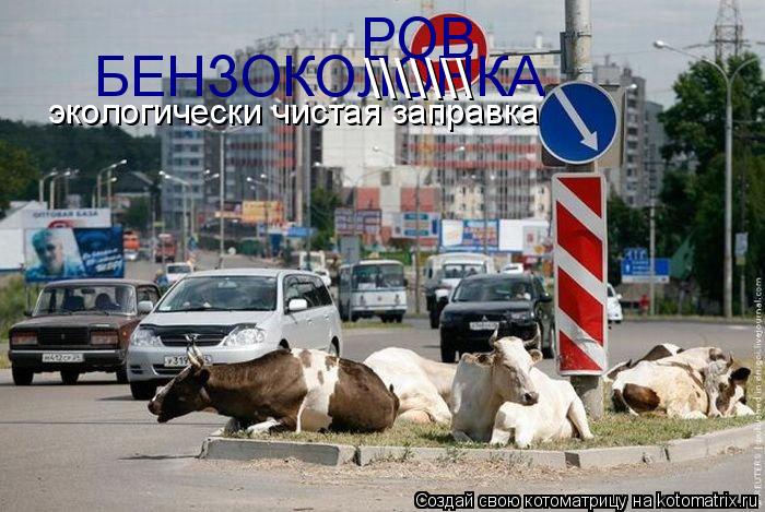 экологически чистая заправка БЕНЗОКОЛОНКА \\\ РОВ... Котоматрица: экологически чистая заправка БЕНЗОКОЛОНКА \\\ РОВ