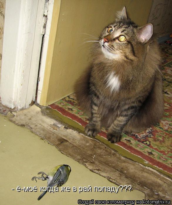 - ё-моё когда же в рай попаду???... Котоматрица: - ё-моё когда же в рай попаду???