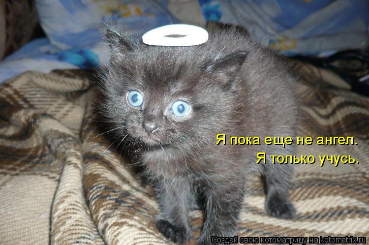 Я пока еще не ангел. Я только учусь.... Котоматрица: Я пока еще не ангел. Я только учусь.