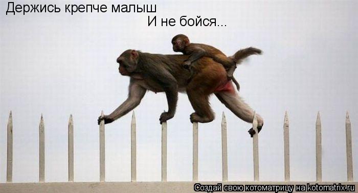 Держись крепче малыш И не бойся...... Котоматрица: Держись крепче малыш И не бойся...