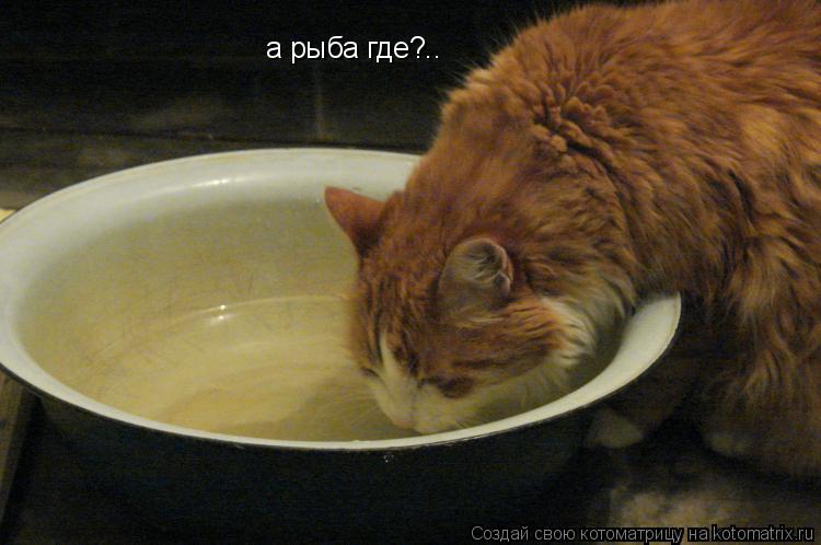 а рыба где?..... Котоматрица: а рыба где?..