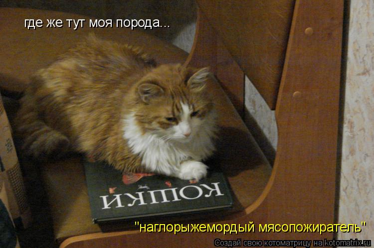 где же тут моя порода... "наглорыжемордый мясопожиратель"... Котоматрица: где же тут моя порода... "наглорыжемордый мясопожиратель"