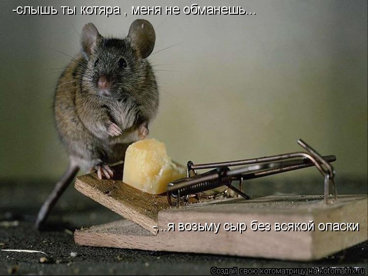 Котоматрица: -слышь ты котяра , меня не обманешь... -...я возьму сыр без всякой опаски