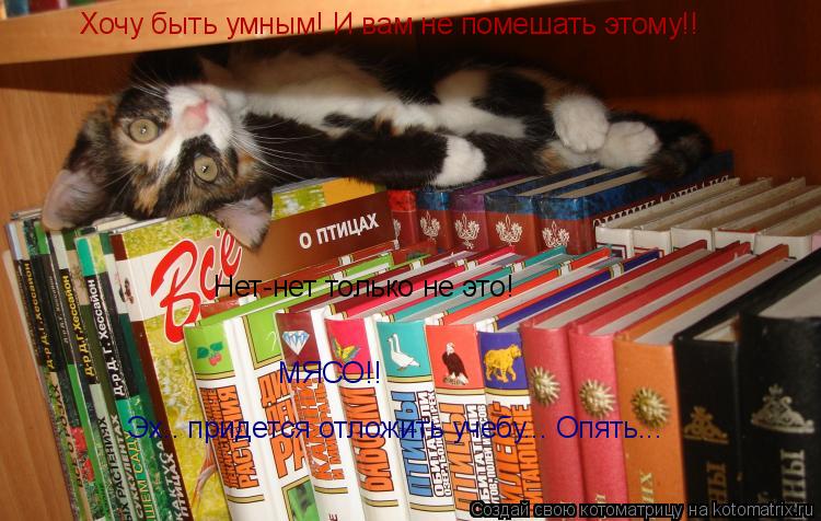 Котоматрица: Хочу быть умным! И вам не помешать этому!! Нет-нет только не это! МЯСО!! Эх.. придется отложить учебу... Опять...