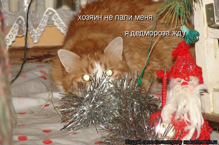 хозяин не пали меня я дедмороза жду... Котоматрица: хозяин не пали меня я дедмороза жду