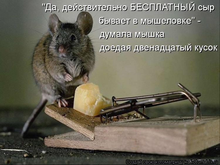 "Да, действительно БЕСПЛАТНЫЙ сыр бывает в мышеловке" - думала мышка доедая двенадцатый кусок... Котоматрица: "Да, действительно БЕСПЛАТНЫЙ сыр бывает в мышеловке" - думала мышка доедая двенадцатый кусок