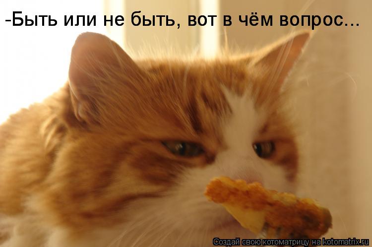 Котоматрица: -Быть или не быть, вот в чём вопрос... -Быть или не быть, вот в чём вопрос...