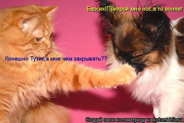 Котоматрица: Барсик!Прикрой мне нос,а то воняет Конешно Тузик,а мне чем закрывать??