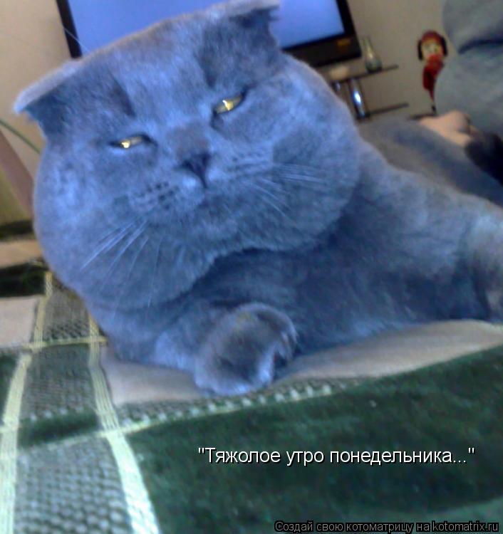 Котоматрица: "Тяжолое утро понедельника..."