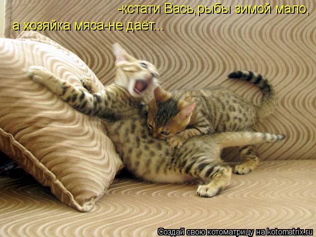 а хозяйка мяса-не даёт... -кстати Вась,рыбы зимой мало,... Котоматрица: а хозяйка мяса-не даёт... -кстати Вась,рыбы зимой мало,