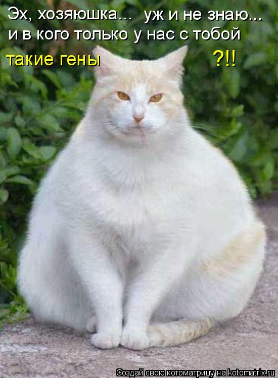 Эх, хозяюшка... и в кого только у нас с тобой ?!! уж и не знаю... такие гены... Котоматрица: Эх, хозяюшка... и в кого только у нас с тобой ?!! уж и не знаю... такие гены