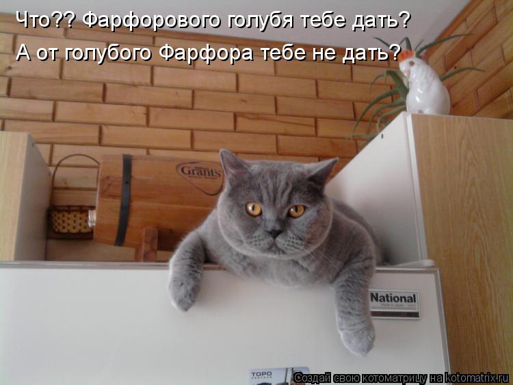 Что?? Фарфорового голубя тебе дать? А от голубого Фарфора тебе не дать?... Котоматрица: Что?? Фарфорового голубя тебе дать? А от голубого Фарфора тебе не дать?