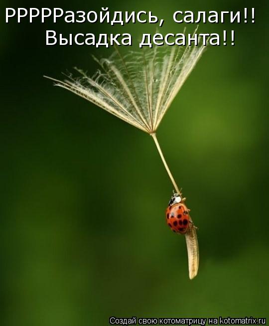 РРРРРазойдись, салаги!! РРРРРазойдись, салаги!! Высадка десанта!!... Котоматрица: РРРРРазойдись, салаги!! РРРРРазойдись, салаги!! Высадка десанта!!