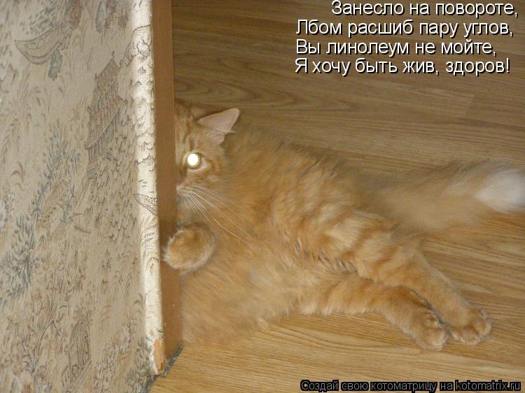Занесло на повороте, Лбом расшиб пару углов, Вы линолеум не мойте, Я хочу быть жив, здоров!... Котоматрица: Занесло на повороте, Лбом расшиб пару углов, Вы линолеум не мойте, Я хочу быть жив, здоров!