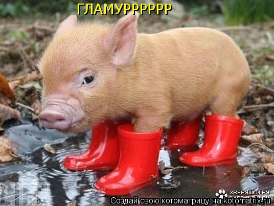 ГЛАМУРРРРРР... Котоматрица: ГЛАМУРРРРРР