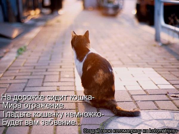 На дорожке сидит кошка- Мира отражение. Гладьте кошечку немножко- Будет вам забвение...... Котоматрица: На дорожке сидит кошка- Мира отражение. Гладьте кошечку немножко- Будет вам забвение...