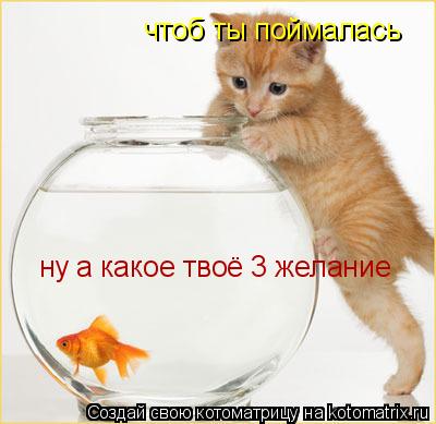 ну а какое твоё 3 желание чтоб ты поймалась... Котоматрица: ну а какое твоё 3 желание чтоб ты поймалась