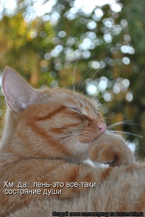 Хм..да...лень-это все-таки состояние души...... Котоматрица: Хм..да...лень-это все-таки состояние души...