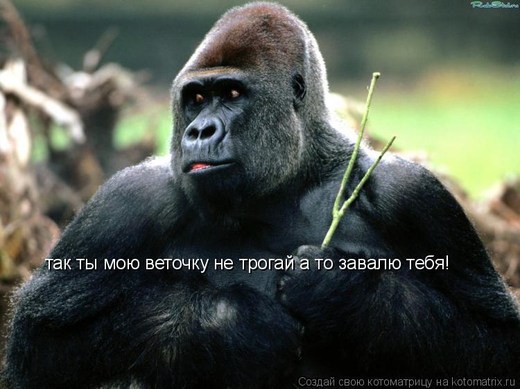 так ты мою веточку не трогай а то завалю тебя!... Котоматрица: так ты мою веточку не трогай а то завалю тебя!