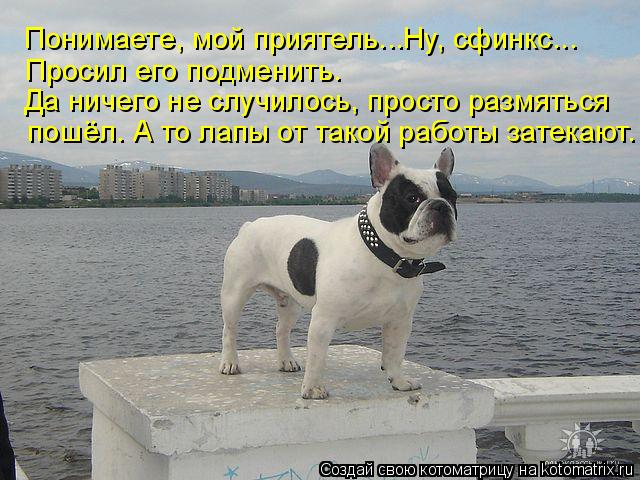 Понимаете, мой приятель...Ну, сфинкс... Просил его подменить. Да ничего не случилось, просто размятьс... Котоматрица: Понимаете, мой приятель...Ну, сфинкс... Просил его подменить. Да ничего не случилось, просто размяться пошёл. А то лапы от такой работы затекаю
