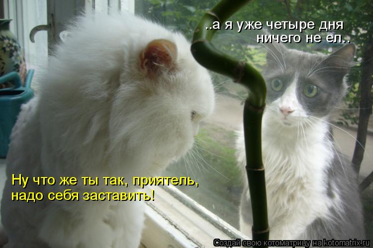 ..а я уже четыре дня ничего не ел.. Ну что же ты так, приятель, надо себя заставить!... Котоматрица: ..а я уже четыре дня ничего не ел.. Ну что же ты так, приятель, надо себя заставить!