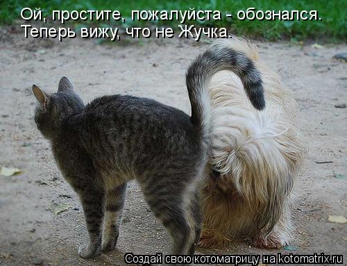 Ой, простите, пожалуйста - обознался. Теперь вижу, что не Жучка.... Котоматрица: Ой, простите, пожалуйста - обознался. Теперь вижу, что не Жучка.