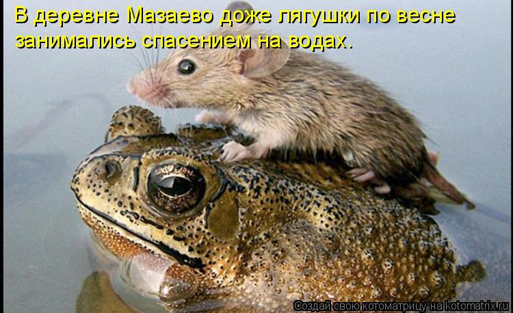 В деревне Мазаево доже лягушки по весне занимались спасением на водах.... Котоматрица: В деревне Мазаево доже лягушки по весне занимались спасением на водах.
