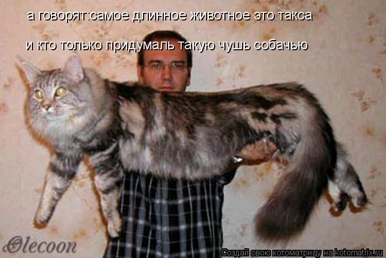 а говорят:самое длинное животное это такса и кто только придумаль такую чушь собачью... Котоматрица: а говорят:самое длинное животное это такса и кто только придумаль такую чушь собачью