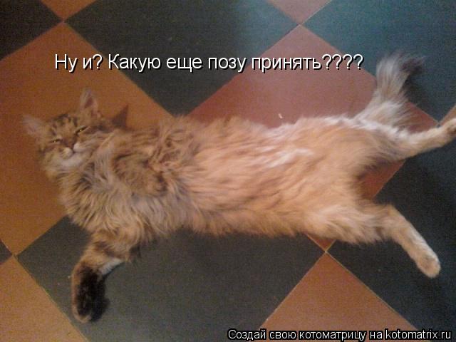 Ну и? Какую еще позу принять????... Котоматрица: Ну и? Какую еще позу принять????
