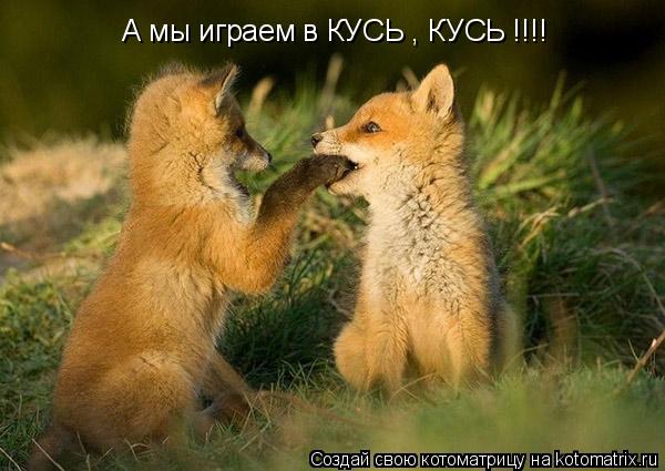 Котоматрица: А мы играем в КУСЬ , КУСЬ !!!!