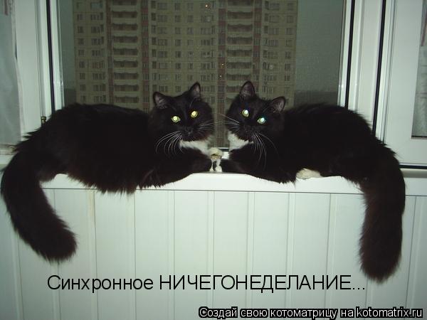 Синхронное НИЧЕГОНЕДЕЛАНИЕ...... Котоматрица: Синхронное НИЧЕГОНЕДЕЛАНИЕ...