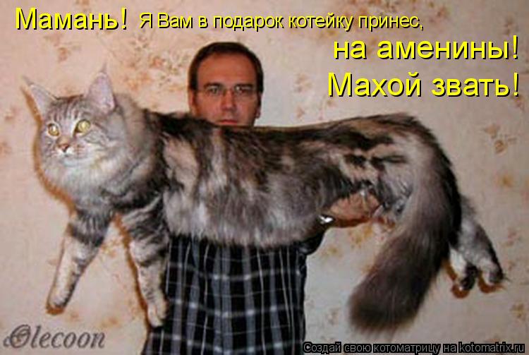 Мамань! Я Вам в подарок котейку принес, на аменины! Махой звать!... Котоматрица: Мамань! Я Вам в подарок котейку принес, на аменины! Махой звать!