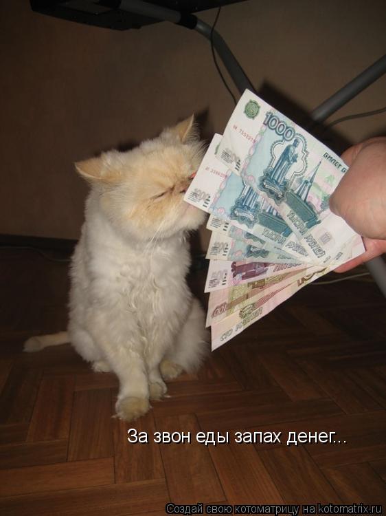 За звон еды запах денег...... Котоматрица: За звон еды запах денег...