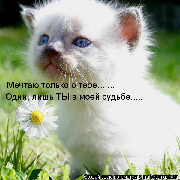 Мечтаю только о тебе....... Один, лишь ТЫ в моей судьбе........ Котоматрица: Мечтаю только о тебе....... Один, лишь ТЫ в моей судьбе.....