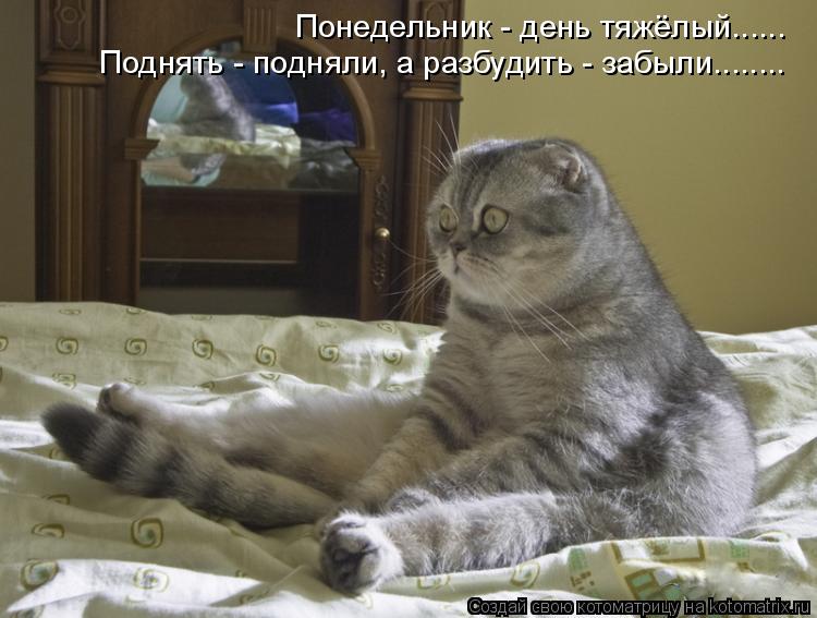 Понедельник - день тяжёлый...... Поднять - подняли, а разбудить - забыли........... Котоматрица: Понедельник - день тяжёлый...... Поднять - подняли, а разбудить - забыли........