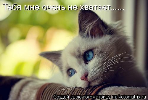 Тебя мне очень не хватает......... Котоматрица: Тебя мне очень не хватает......