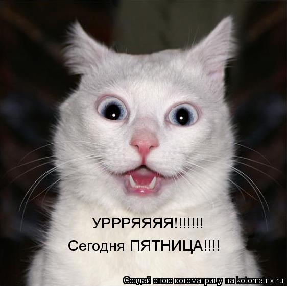 УРРРЯЯЯЯ!!!!!!! Сегодня ПЯТНИЦА!!!!... Котоматрица: УРРРЯЯЯЯ!!!!!!! Сегодня ПЯТНИЦА!!!!