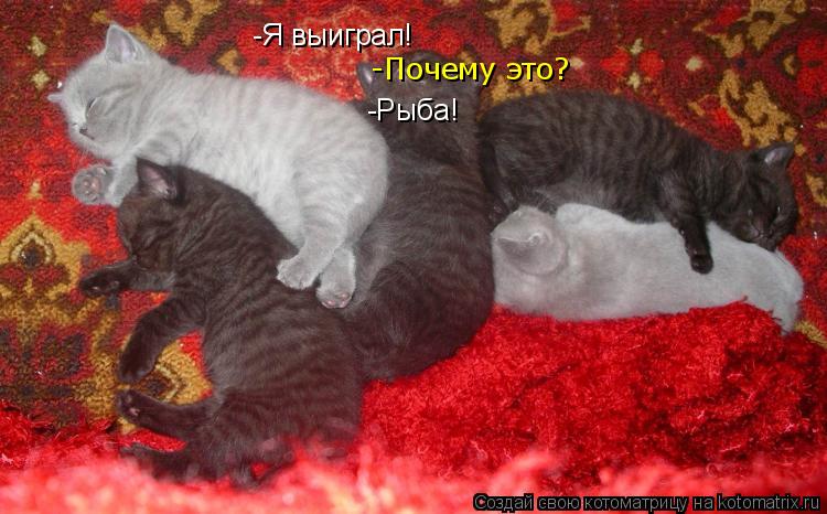 -Я выиграл! -Почему это? -Рыба!... Котоматрица: -Я выиграл! -Почему это? -Рыба!