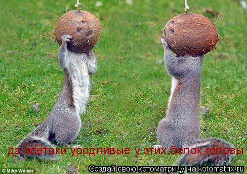 да всетаки уродливые у этих белок головы... Котоматрица: да всетаки уродливые у этих белок головы