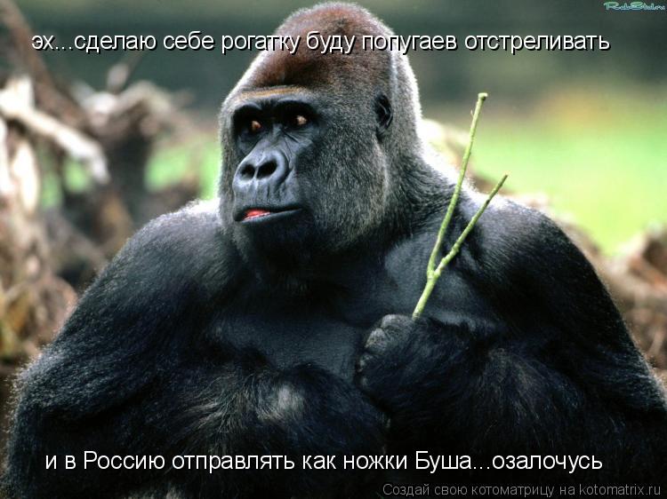 эх...сделаю себе рогатку буду попугаев отстреливать и в Россию отправлять как ножки Буша...озалочусь... Котоматрица: эх...сделаю себе рогатку буду попугаев отстреливать и в Россию отправлять как ножки Буша...озалочусь