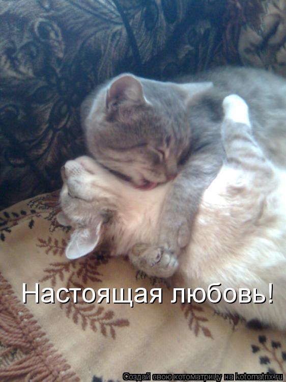 Настоящая любовь!... Котоматрица: Настоящая любовь!